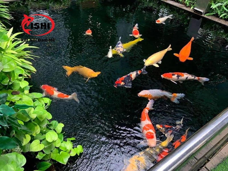 Không nên bổ sung vitamin quá nhiều cho cá koi