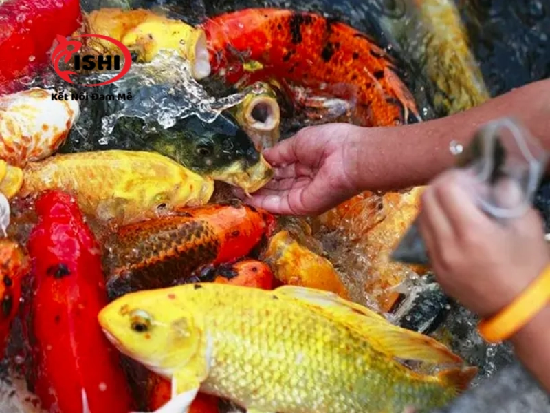 Sử dụng cám lên màu để cá Koi có màu sắc rực rỡ