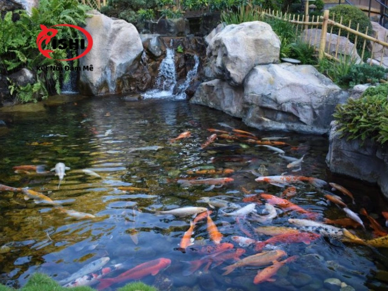 Giới thiệu về trại cá koi Ishikoi farm tại Hòa Bình