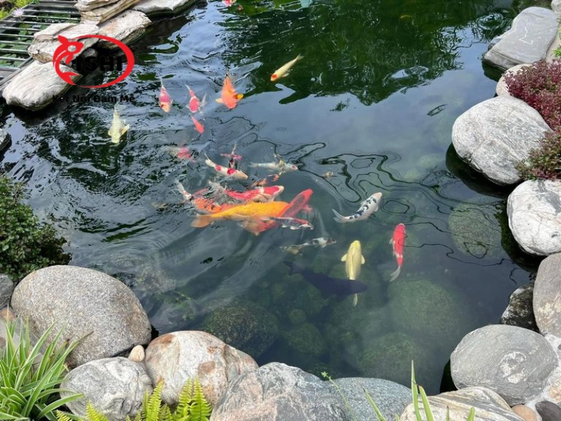 Hòa tan vitamin vào nước hồ cá koi