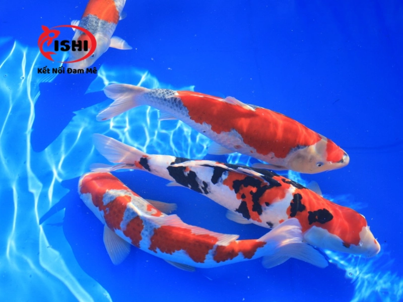 Hướng dẫn chăm sóc cá koi Hưng Yên