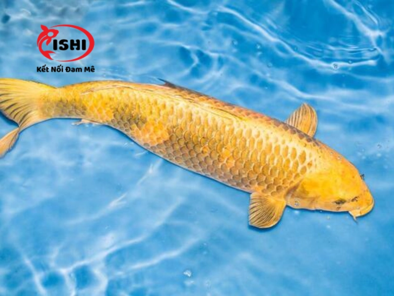 Lịch sử phát triển của dòng cá koi Karashi