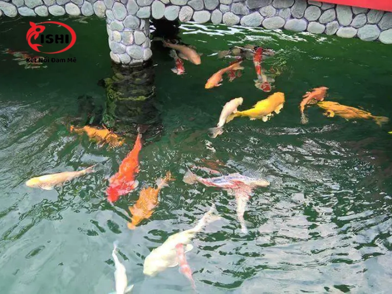 Cá thiều oxy gây ra hiện tượng nổi đầu