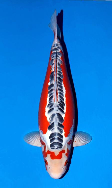 Cá koi Shusui