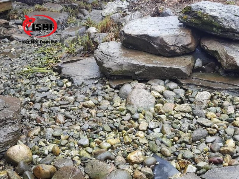 Nhược điểm của việc rải sỏi trong hồ cá koi