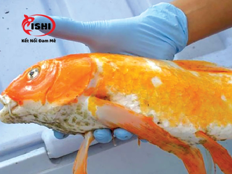 Một số bệnh thường gặp ở cá koi