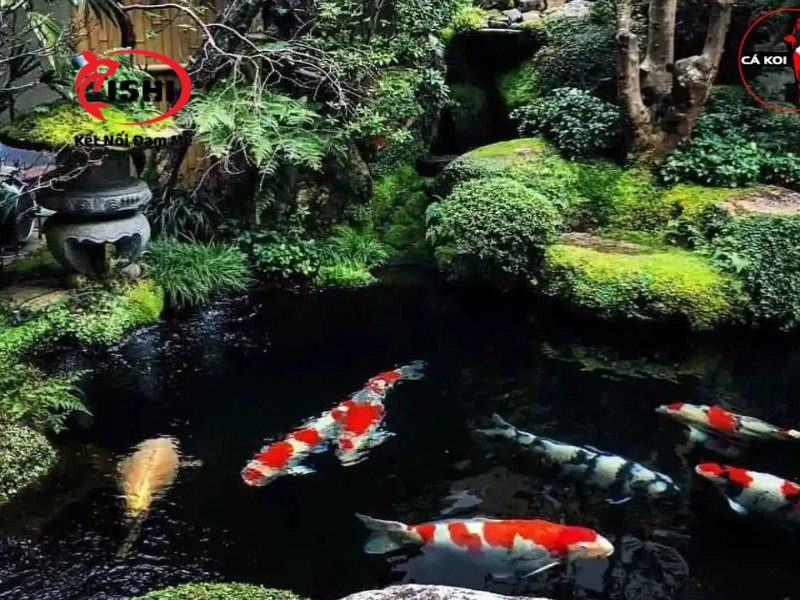 Tiêu chuẩn chất lượng nước cho hồ cá Koi