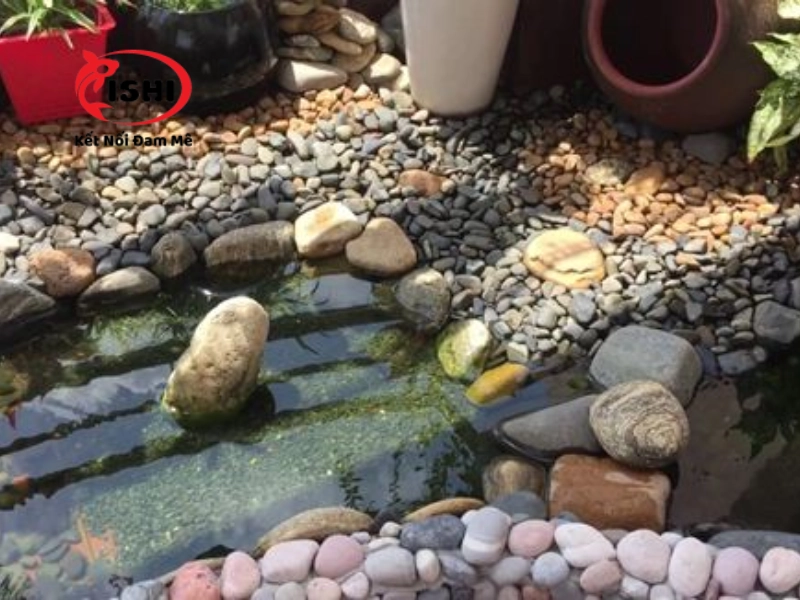 Hướng dẫn cách rải sỏi trong hồ cá koi