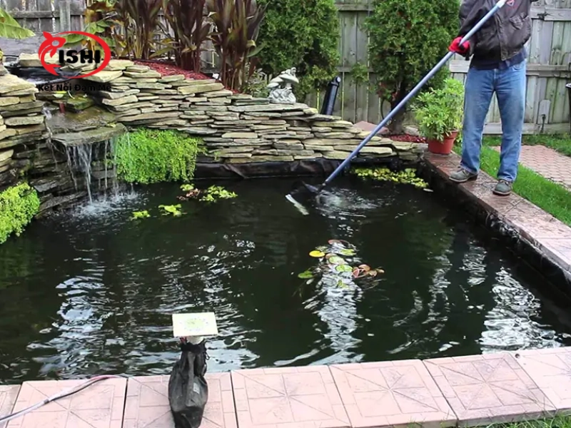 Cần tiên hành vệ sinh hồ cá Koi phù hợp