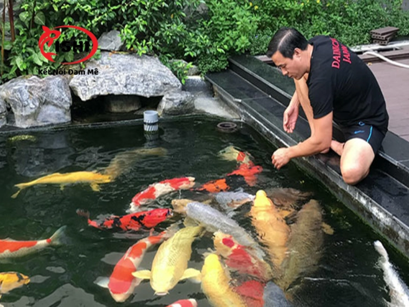 Những cách chăm sóc cá koi Karashi