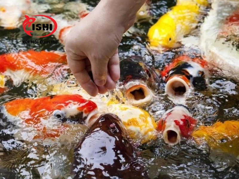 Sử dụng thức ăn bổ sung vitamin cho cá koi