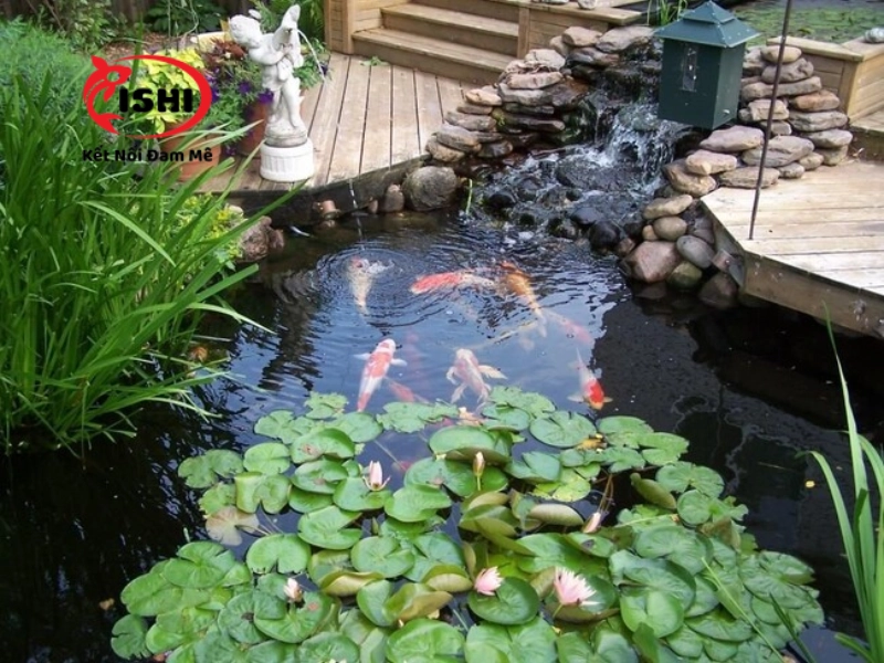 Ưu điểm của việc rải sỏi trong hồ cá koi