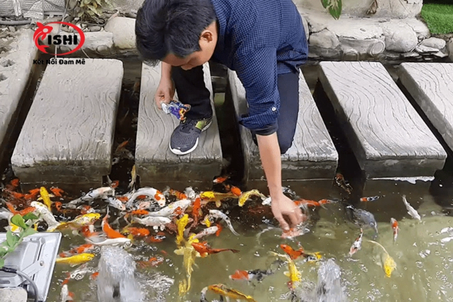 Bổ Sung Vitamin Cho Cá Koi: Cách Thực Hiện & Lưu Ý Quan Trọng