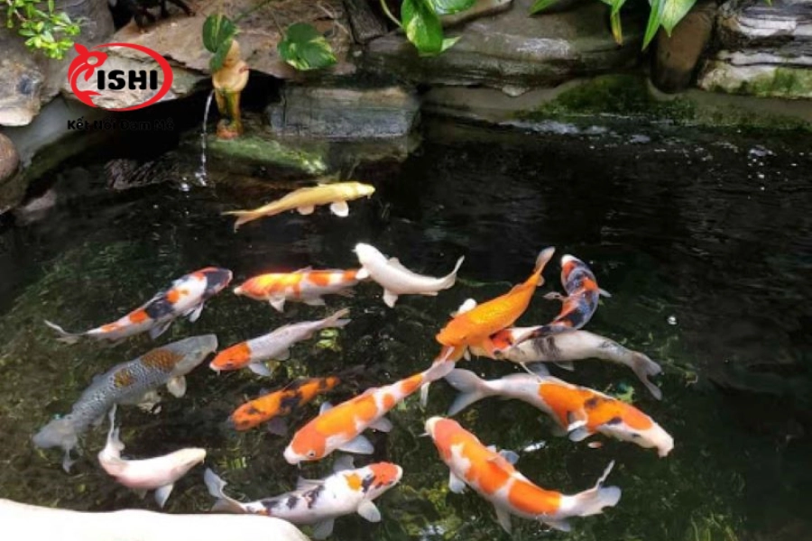Top 7+ Địa Chỉ Mua Cá Koi Uy Tín, Chất Lượng tại Đà Nẵng
