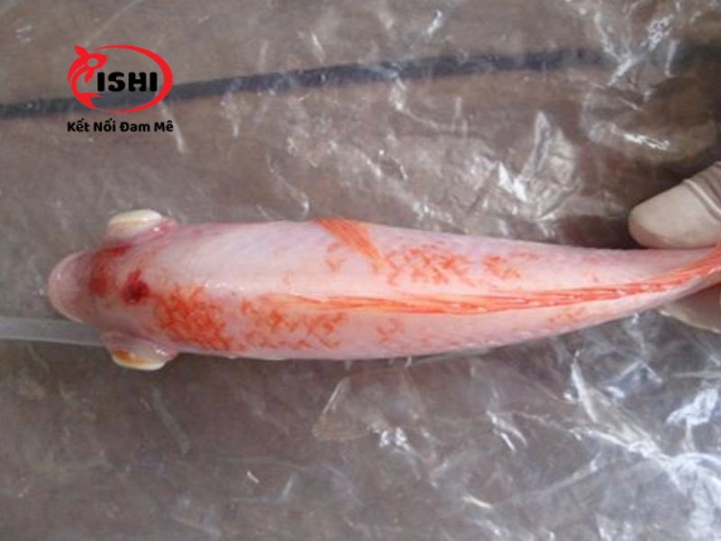 Cá koi thiếu vitamin thường màu sắc nhạt nhòa