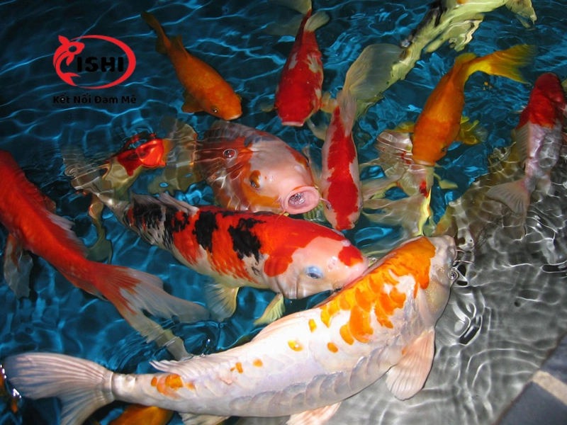 Những lưu ý khi sử dụng thuốc cho cá koi