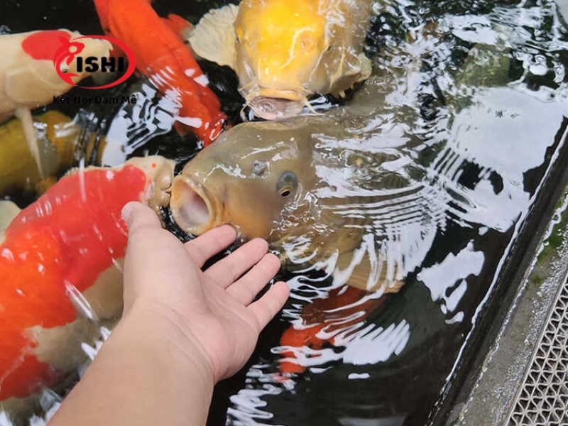 Sử dụng cám tăng sức đề kháng để giúp cá koi khỏe mạnh