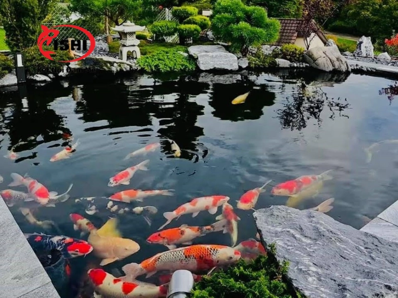 Thường xuyên quan sát cá koi sau khi bổ sung vitamin