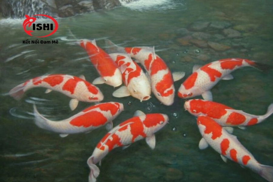 Trại Cá Koi Hà Giang Uy Tín & Chất Lượng Nhất Hiện Nay