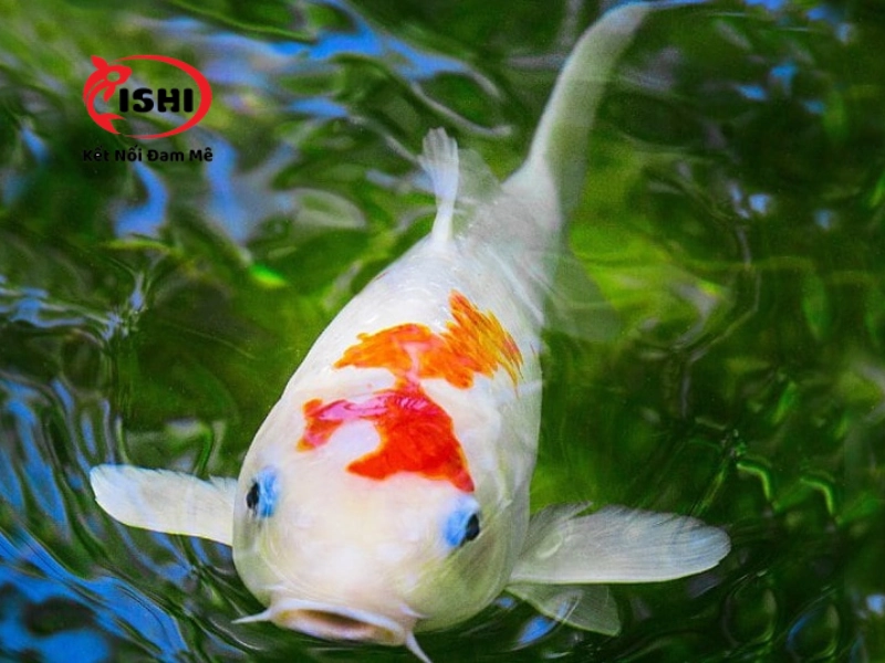 Ishikoi Farm là địa điểm bán cá koi uy tín, chất lượng