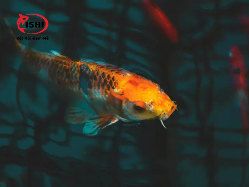 Cá Koi nổi đầu - Nguyên nhân và cách khắc phục