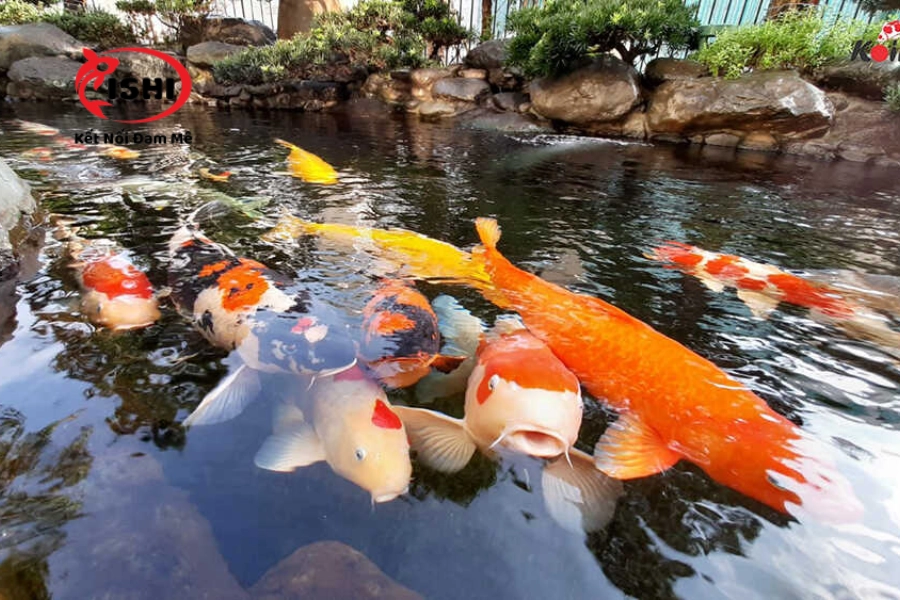 Trại Cá Koi Hải Dương Uy Tín, Giá Tốt Nhất