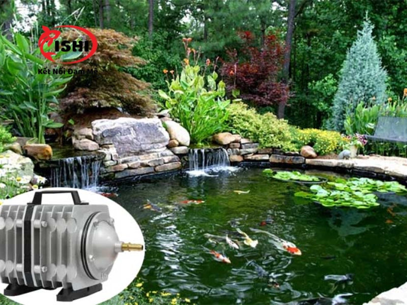 Tiêu chuẩn về hệ thống sục khí hồ cá Koi