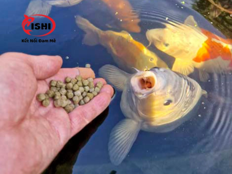 Trộn vitamin vào thức ăn cho cá koi