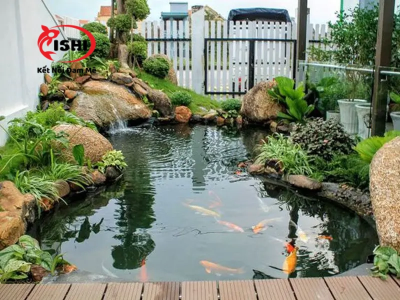 Thiết kế hồ cá koi Karashi