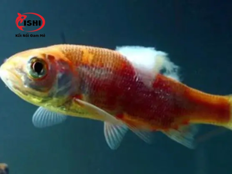 Những sợi nấm phát triển trên da cá