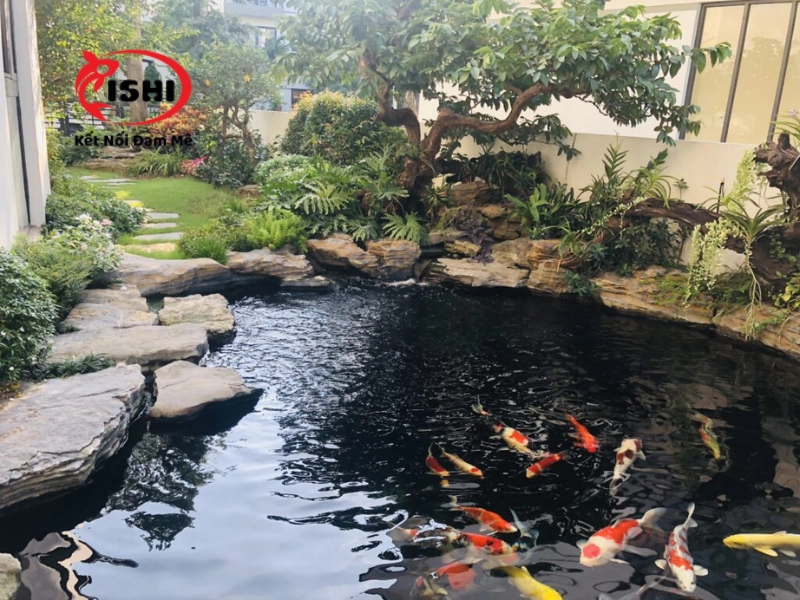 Các yếu tố cần cân nhắc khi chọn mua cá koi tại Hòa Bình