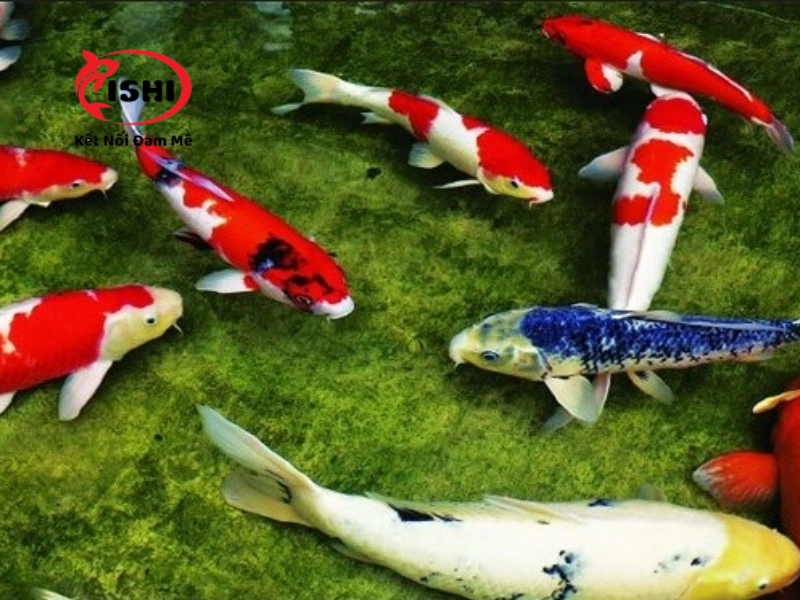 Các loại vitamin cần thiết cho cá Koi