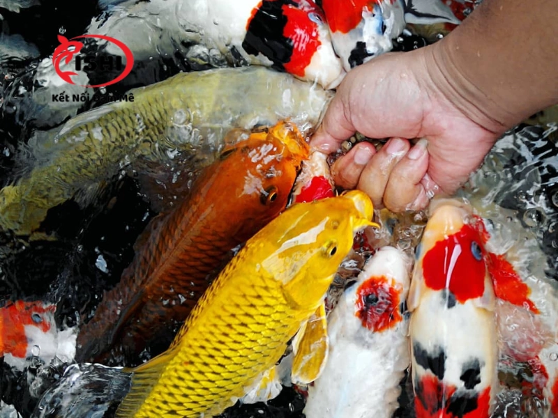 Những yếu tố khi lựa chọn mua cá koi Lạng Sơn