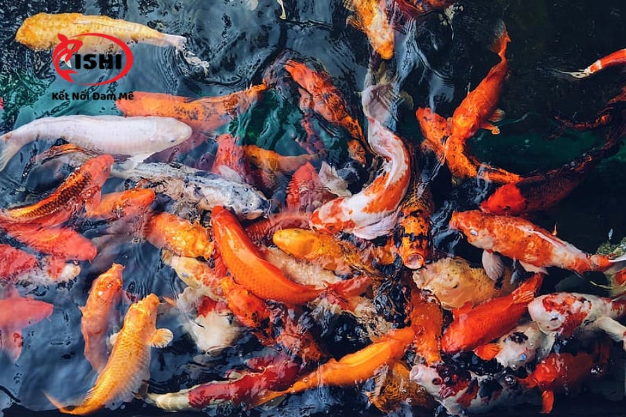 Trại Cá Koi Điện Biên Uy Tín & Chất Lượng Nhất Hiện Nay